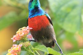Nektarnik oliwkowobrzuchy - Cinnyris chloropygius - Olive-bellied Sunbird