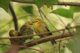 Szlarnik senegalski - Zosterops senegalensis - African Yellow White-eye