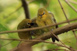 Szlarnik senegalski - Zosterops senegalensis - African Yellow White-eye