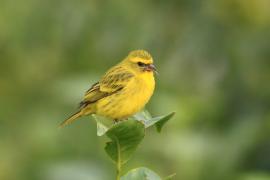 Afrokulczyk diademowy - Crithagra frontalis - Western Citril