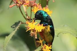 Nektarnik królewski - Cinnyris regius - Regal Sunbird
