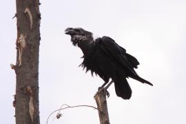 Kruk wielkodzioby - Corvus albicollis - White-necked Raven