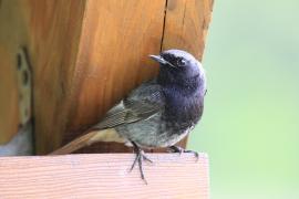 Kopciuszek - Phoenicurus ochruros - Black Redstart