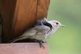Kopciuszek - Phoenicurus ochruros - Black Redstart