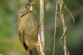 Brązownik wąsaty - Eurillas latirostris - Yellow-whiskered Greenbul