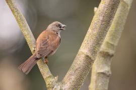 Wróbel siwogłowy - Passer griseus - Northern Grey-headed Sparrow
