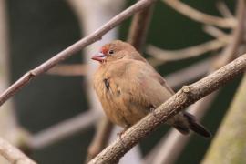 Amarantka zmienna - Lagonosticta rubricata - African Firefinch