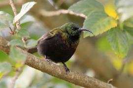 Nektarnik brązowy - Nectarinia kilimensis - Bronzy Sunbird