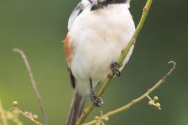 Dzierzba białoskrzydła - Lanius mackinnoni - Mackinnon's Shrike