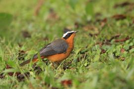 Złotokos białobrewy - Cossypha heuglini - White-browed Robin-Chat