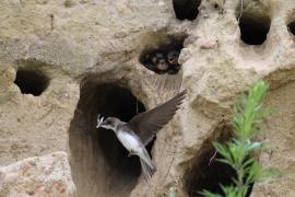 Brzegówka - Riparia riparia - Sand Martin