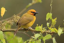 Wikłacz czarnogardły - Malimbus nigricollis - Black-necked Weaver