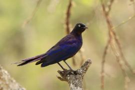 Błyszczak purpurowosterny - Lamprotornis purpuroptera - Rüppell's Glossy Starling