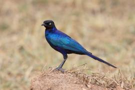 Błyszczak purpurowosterny - Lamprotornis purpuroptera - Rüppell's Glossy Starling