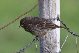 Świergotek nadmorski - Anthus petrosus - Rock Pipit