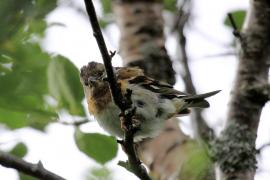 Jer - Fringilla montifringilla - Brambling