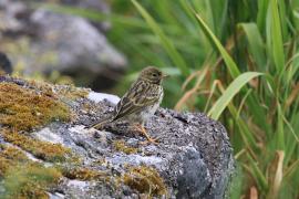 Świergotek nadmorski - Anthus petrosus - Rock Pipit