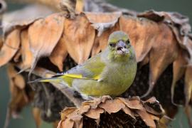 Dzwoniec - Chloris chloris - Greenfinch