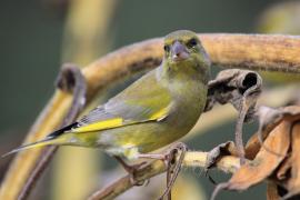 Dzwoniec - Chloris chloris - Greenfinch