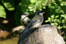 Bogatka - Parus major - Great Tit