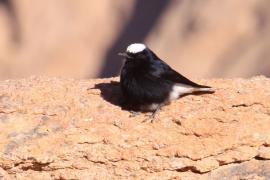 Białorzytka saharyjska - Oenanthe leucopyga - White-crowned Wheatear