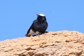 Białorzytka saharyjska - Oenanthe leucopyga - White-crowned Wheatear