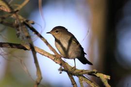 Świstunka - Rhadina sibilatrix - Wood Warbler