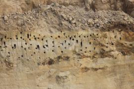 Brzegówka - Riparia riparia - Sand Martin
