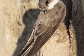 Brzegówka - Riparia riparia - Sand Martin