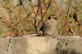 Dzierzba kreskowana - Lanius corvinus - Yellow-billed Shrike