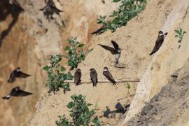 Brzegówka - Riparia riparia - Sand Martin