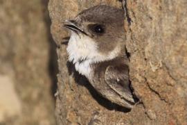 Brzegówka - Riparia riparia - Sand Martin