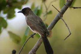 Bilbil ogrodowy - Pycnonotus barbatus - Common Bulbul