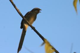 Dzierzba kreskowana - Lanius corvinus - Yellow-billed Shrike