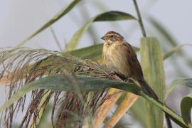 Potrzos - Emberiza schoeniclus - Common Reed Bunting
