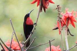 Nektarnik szkarłatny - Chalcomitra senegalensis - Scarlet-chested Sunbird