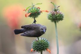 Nektarnik ozdobny - Cinnyris erythrocercus - Red-chested Sunbird