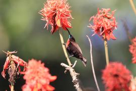 Nektarnik szkarłatny - Chalcomitra senegalensis - Scarlet-chested Sunbird