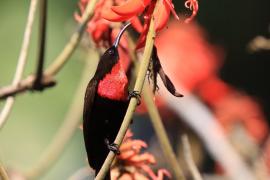 Nektarnik szkarłatny - Chalcomitra senegalensis - Scarlet-chested Sunbird