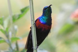 Nektarnik ozdobny - Cinnyris erythrocercus - Red-chested Sunbird