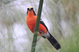 Dzierzyk papirusowy - Laniarius mufumbiri - Papyrus Gonolek