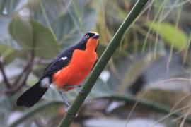 Dzierzyk papirusowy - Laniarius mufumbiri - Papyrus Gonolek