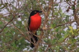 Dzierzyk czarnogłowy - Laniarius erythrogaster - Black-headed gonolek
