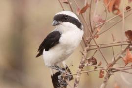 Dzierzba srokoszowata - Lanius excubitoroides - Grey-backed Fiscal