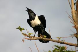 Kruk srokaty - Corvus albus - Pied Crow