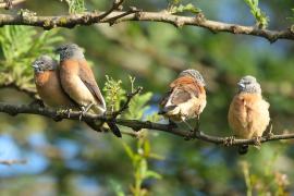 Mniszka łuskolica - Odontospiza griseicapilla - Grey-headed Silverbill
