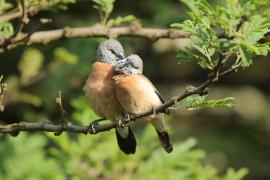 Mniszka łuskolica - Odontospiza griseicapilla - Grey-headed Silverbill