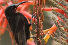 Nektarnik ametystowy - Chalcomitra amethystina - Amethyst Sunbird