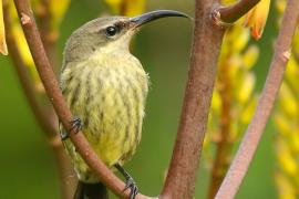 Nektarnik ametystowy - Chalcomitra amethystina - Amethyst Sunbird
