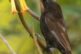 Nektarnik ametystowy - Chalcomitra amethystina - Amethyst Sunbird